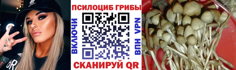 Купить где  Лебедянь  Галлюциногенные грибы Psilocybine cubensis 